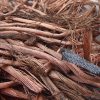 Copper Scrap Berry Candy